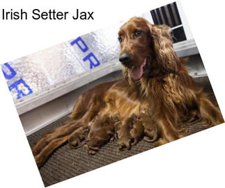 Irish Setter Jax