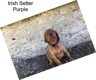 Irish Setter Purple