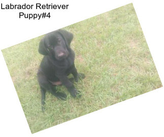 Labrador Retriever Puppy#4