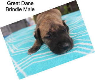 Great Dane Brindle Male