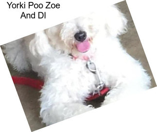 Yorki Poo Zoe And Dl