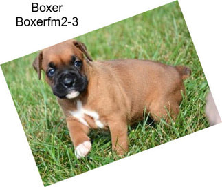 Boxer Boxerfm2-3