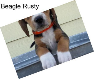 Beagle Rusty