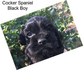 Cocker Spaniel Black Boy