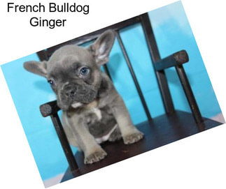 French Bulldog Ginger