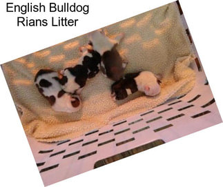 English Bulldog Rians Litter