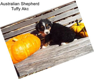 Australian Shepherd Tuffy Akc