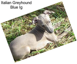 Italian Greyhound Blue Ig