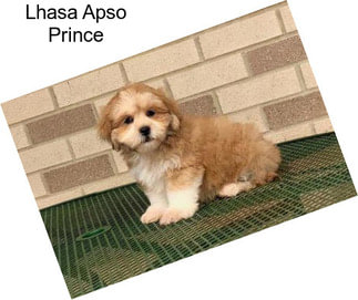 Lhasa Apso Prince