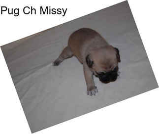 Pug Ch Missy