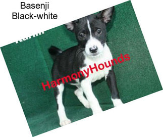 Basenji Black-white
