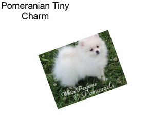 Pomeranian Tiny Charm