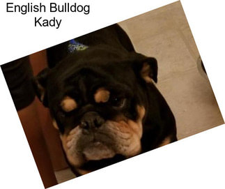 English Bulldog Kady