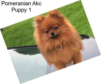 Pomeranian Akc Puppy 1