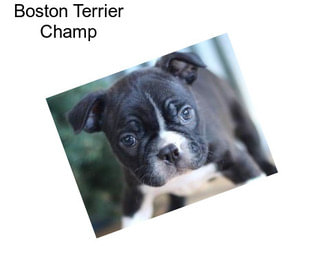 Boston Terrier Champ