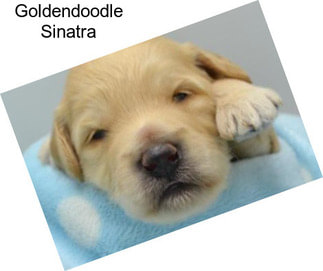 Goldendoodle Sinatra