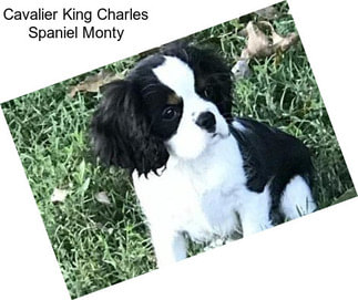 Cavalier King Charles Spaniel Monty