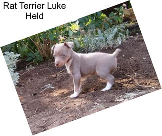 Rat Terrier Luke Held