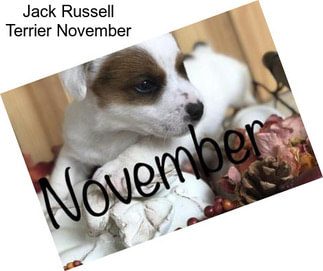 Jack Russell Terrier November