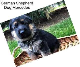 German Shepherd Dog Mercedes