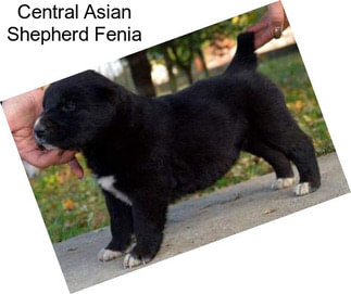 Central Asian Shepherd Fenia