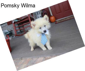 Pomsky Wilma