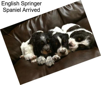 English Springer Spaniel Arrived