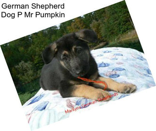 German Shepherd Dog P Mr Pumpkin