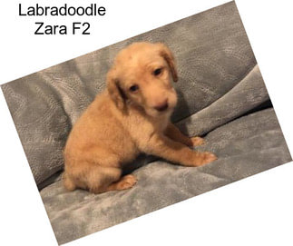 Labradoodle Zara F2