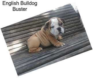 English Bulldog Buster