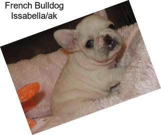 French Bulldog Issabella/ak