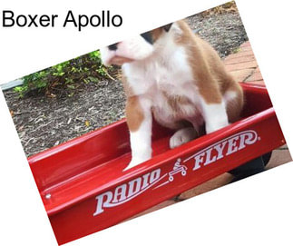 Boxer Apollo