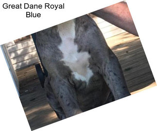 Great Dane Royal Blue