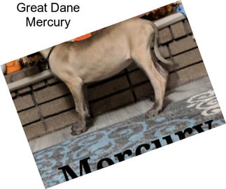 Great Dane Mercury