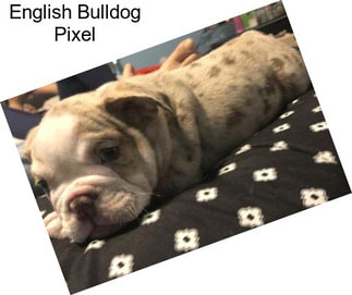 English Bulldog Pixel