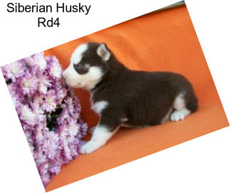 Siberian Husky Rd4