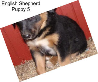 English Shepherd Puppy 5