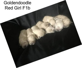 Goldendoodle Red Girl F1b