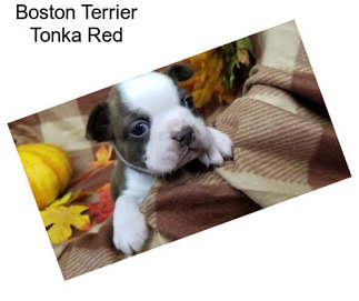 Boston Terrier Tonka Red