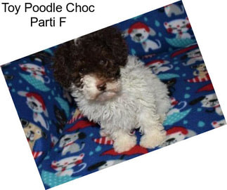 Toy Poodle Choc Parti F