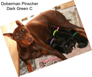 Doberman Pinscher Dark Green C