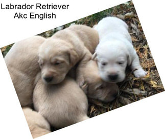 Labrador Retriever Akc English