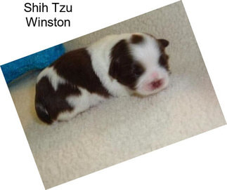 Shih Tzu Winston