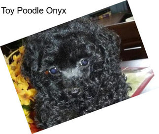 Toy Poodle Onyx