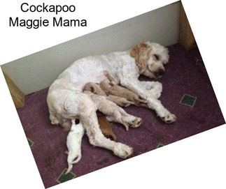 Cockapoo Maggie Mama