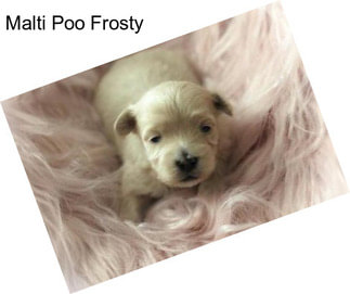 Malti Poo Frosty