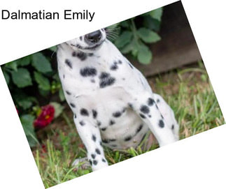 Dalmatian Emily