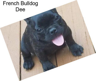 French Bulldog Dee