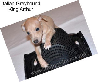 Italian Greyhound King Arthur