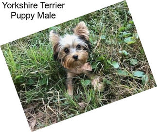 Yorkshire Terrier Puppy Male